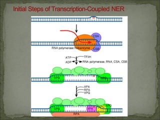 Comprehensive Overview of DNA Repair Mechanisms and Their Biological ...
