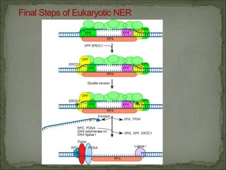 Comprehensive Overview of DNA Repair Mechanisms and Their Biological ...