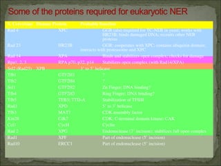 Rad10 Comprehensive Overview of DNA Repair Mechanisms and Their Biological ...