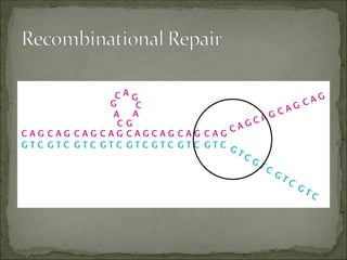 Comprehensive Overview of DNA Repair Mechanisms and Their Biological ...