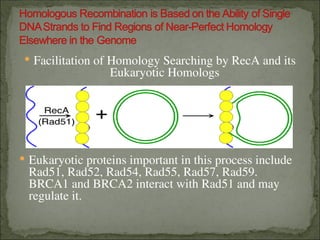 Comprehensive Overview of DNA Repair Mechanisms and Their Biological ...