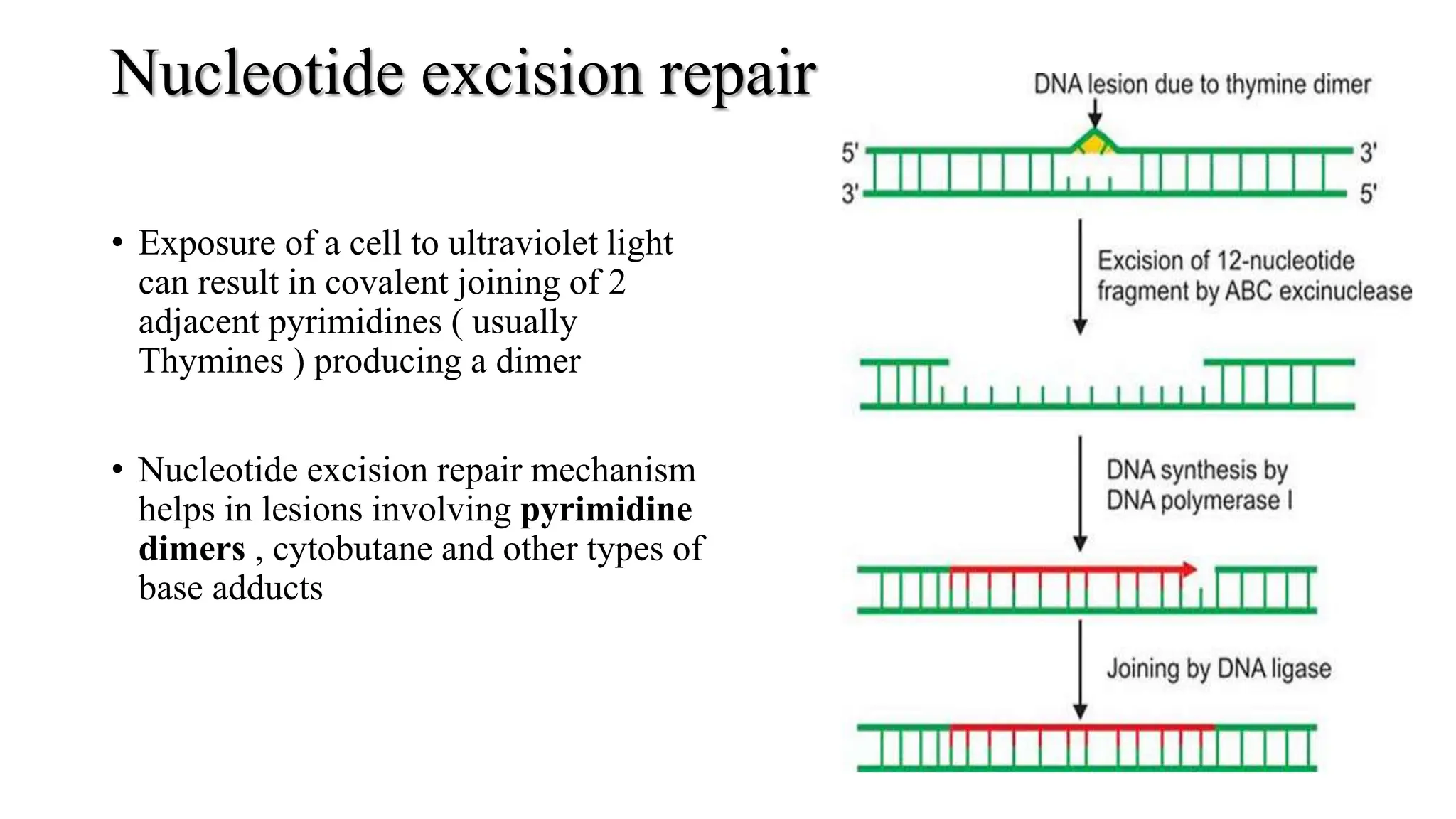 DNA repair mechanism - Brief description, causes and cure | PPTX