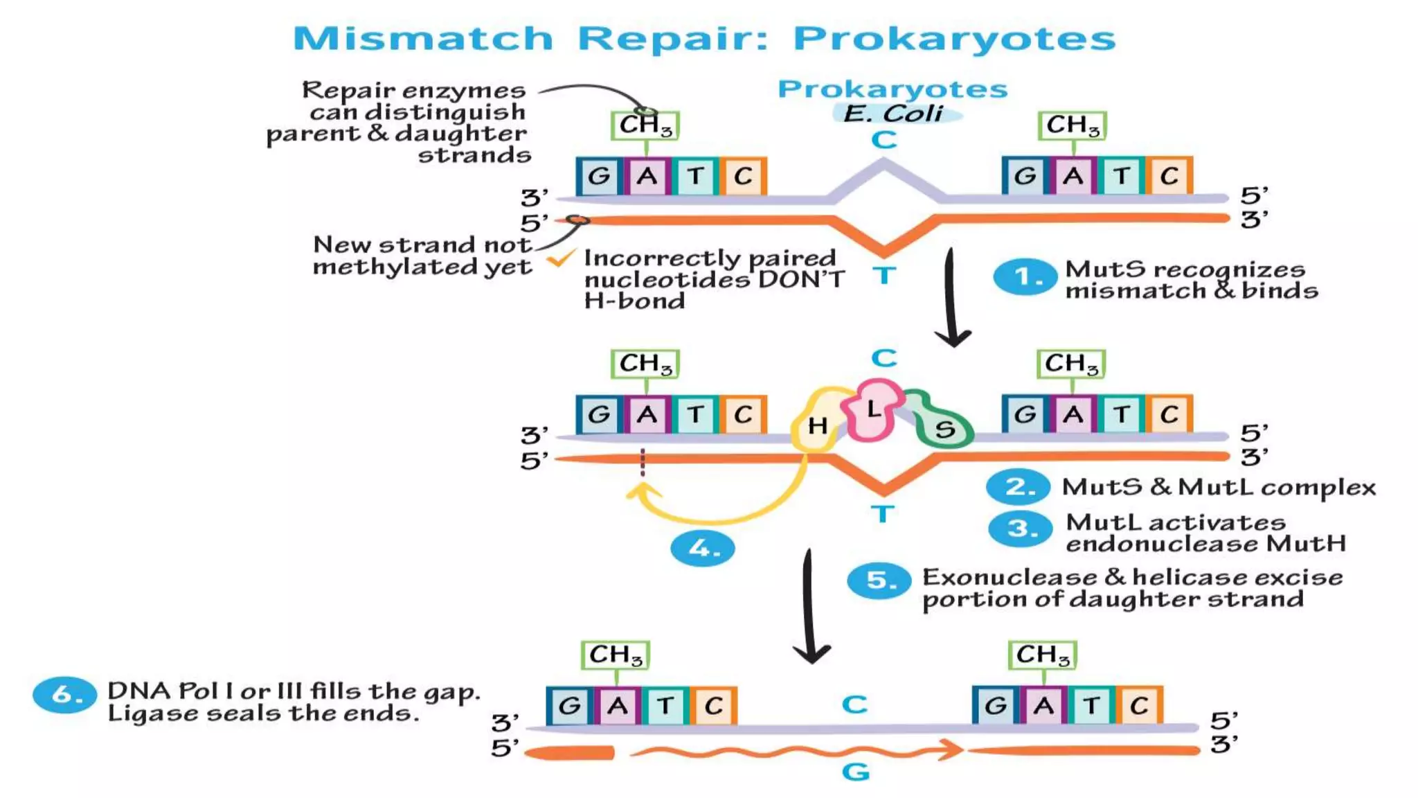 Dna repair mechanisms | PPTX