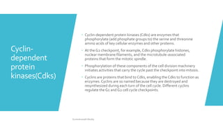 Dna repair mechanisms & cell cycle checkpoints | PPTX