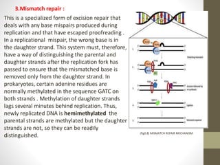 DNA repair | PPTX