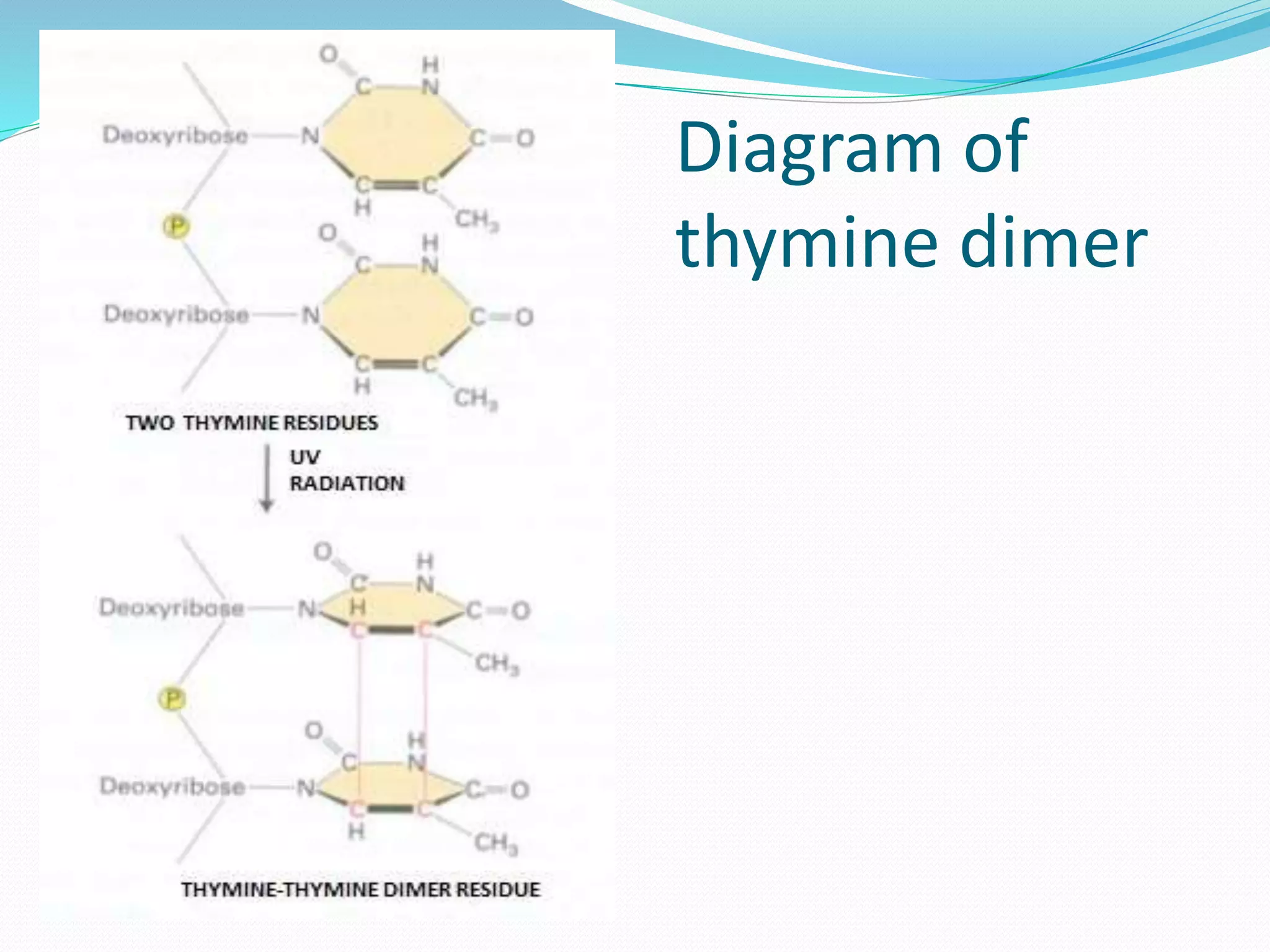 Diagram of
thymine dimer
