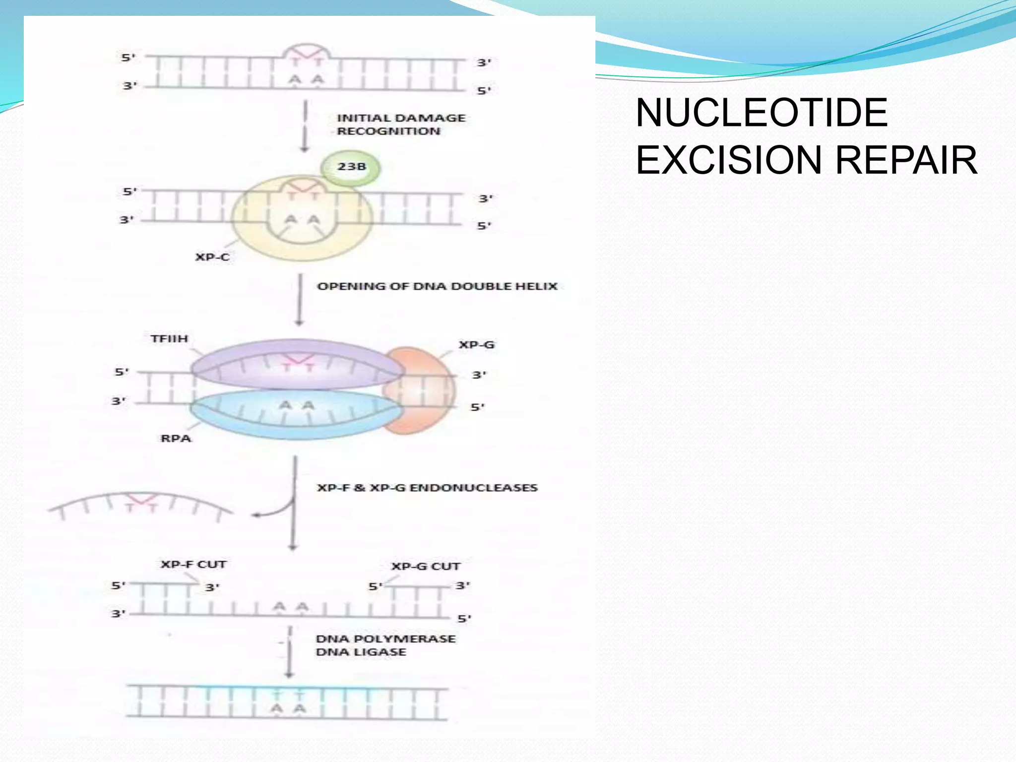 NUCLEOTIDE
EXCISION REPAIR
