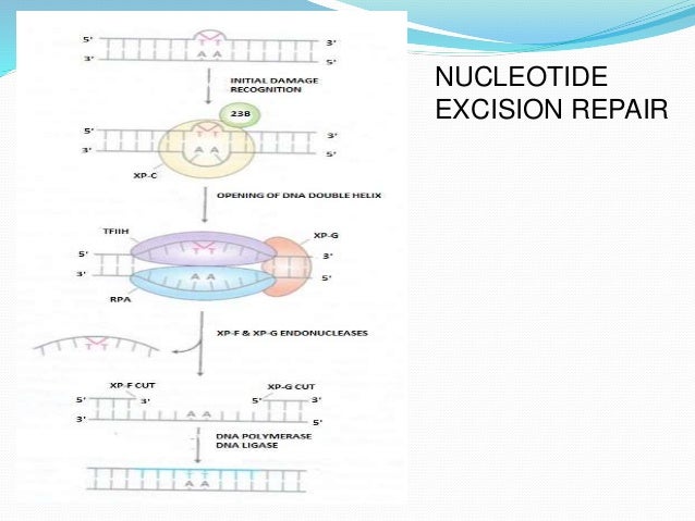 DNA Repair of Thymine Dimer