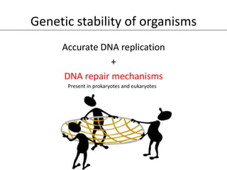 Genetic stability of organisms
     Accurate DNA replication
                +
     DNA repair mechanisms
      Present in prokaryotes and eukaryotes
 