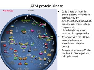 Dna Repair Pathways | PPTX