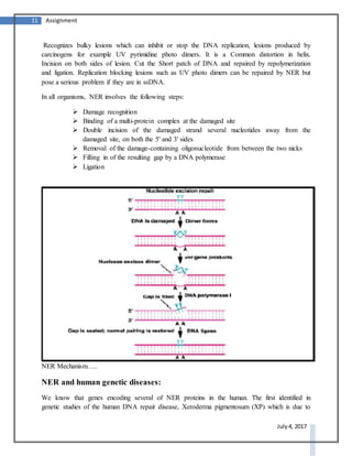 11 Assignment
July 4, 2017
Recognizes bulky lesions which can inhibit or stop the DNA replication, lesions produced by
carcinogens for example UV pyrimidine photo dimers. It is a Common distortion in helix.
Incision on both sides of lesion. Cut the Short patch of DNA and repaired by repolymerization
and ligation. Replication blocking lesions such as UV photo dimers can be repaired by NER but
pose a serious problem if they are in ssDNA.
In all organisms, NER involves the following steps:
 Damage recognition
 Binding of a multi-protein complex at the damaged site
 Double incision of the damaged strand several nucleotides away from the
damaged site, on both the 5' and 3' sides
 Removal of the damage-containing oligonucleotide from between the two nicks
 Filling in of the resulting gap by a DNA polymerase
 Ligation
NER Mechanism…..
NER and human genetic diseases:
We know that genes encoding several of NER proteins in the human. The first identified in
genetic studies of the human DNA repair disease, Xeroderma pigmentosum (XP) which is due to
 