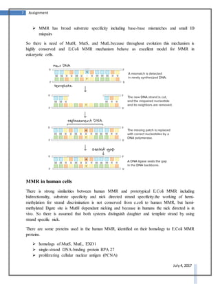 7 Assignment
July 4, 2017
 MMR has broad substrate specificity including base-base mismatches and small ID
mispairs
So there is need of MutH, MutS, and MutL.because throughout evolution this mechanism is
highly conserved and E.Coli MMR mechanism behave as excellent model for MMR in
eukaryotic cells.
MMR in human cells
There is strong similarities between human MMR and prototypical E.Coli MMR including
bidirectionality, substrate specificity and nick directed strand specificity.the working of hemi-
methylation for strand discrimination is not conserved from e.coli to human MMR, but hemi-
methylated Dgatc site is MutH dependant nicking and because in humans the nick directed is in
vivo. So there is assumed that both systems distinguish daughter and template strand by using
strand specific nick.
There are some proteins used in the human MMR, identified on their homology to E.Coli MMR
proteins.
 homologs of MutS, MutL, EXO1
 single-strand DNA-binding protein RPA 27
 proliferating cellular nuclear antigen (PCNA)
 