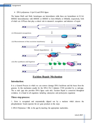 8 Assignment
July 4, 2017
 DNA polymerase δ (pol δ) and DNA ligase
The human MutS and MutL homologues are heterodimers while these are homodimers in E.Coli.
hMSH2 heterodimerizes with hMSH6 or hMSH3 to form hMutSα or hMutSβ, respectively, both
of which are ATPases that play a critical role in mismatch recognition and initiation of repair
Excision Repair Mechanism
Introduction:
It is a General Process in which we can remove damage DNA backbone and the bases from the
genome. In this mechanism usually for the DNA Pol I initiation 3’OH provided by ss nick/gap.
The ss nick /gap also provides DNA ligase seals nick. Excision Repair is conserved throughout
evolution, it is found in all organisms including eukaryotes and prokaryotes organisms
Three step process:
1. Error is recognized and enzymatically clipped out by a nuclease which cleaves the
phosphodiester bonds (operate the uvr gene products in this step).
2. DNA Polymerase I fills in the gap by inserting the appropriate nucleotides.
 
