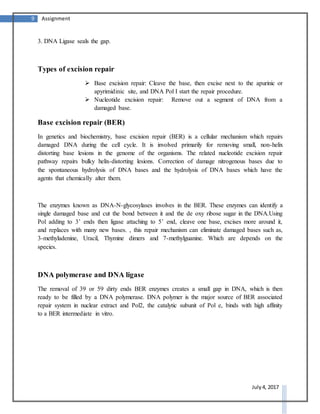 9 Assignment
July 4, 2017
3. DNA Ligase seals the gap.
Types of excision repair
 Base excision repair: Cleave the base, then excise next to the apurinic or
apyrimidinic site, and DNA Pol I start the repair procedure.
 Nucleotide excision repair: Remove out a segment of DNA from a
damaged base.
Base excision repair (BER)
In genetics and biochemistry, base excision repair (BER) is a cellular mechanism which repairs
damaged DNA during the cell cycle. It is involved primarily for removing small, non-helix
distorting base lesions in the genome of the organisms. The related nucleotide excision repair
pathway repairs bulky helix-distorting lesions. Correction of damage nitrogenous bases due to
the spontaneous hydrolysis of DNA bases and the hydrolysis of DNA bases which have the
agents that chemically alter them.
The enzymes known as DNA-N-glycosylases involves in the BER. These enzymes can identify a
single damaged base and cut the bond between it and the de oxy ribose sugar in the DNA.Using
Pol adding to 3’ ends then ligase attaching to 5’ end, cleave one base, excises more around it,
and replaces with many new bases. , this repair mechanism can eliminate damaged bases such as,
3-methyladenine, Uracil, Thymine dimers and 7-methylguanine. Which are depends on the
species.
DNA polymerase and DNA ligase
The removal of 39 or 59 dirty ends BER enzymes creates a small gap in DNA, which is then
ready to be filled by a DNA polymerase. DNA polymer is the major source of BER associated
repair system in nuclear extract and Pol2, the catalytic subunit of Pol e, binds with high affinity
to a BER intermediate in vitro.
 