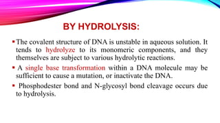 BY HYDROLYSIS:
The covalent structure of DNA is unstable in aqueous solution. It
tends to hydrolyze to its monomeric components, and they
themselves are subject to various hydrolytic reactions.
 A single base transformation within a DNA molecule may be
sufficient to cause a mutation, or inactivate the DNA.
 Phosphodester bond and N-glycosyl bond cleavage occurs due
to hydrolysis.
 