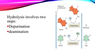 Hydrolysis involves two
steps:
Depurination
deamination
 