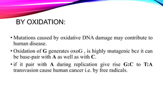 BY OXIDATION:
• Mutations caused by oxidative DNA damage may contribute to
human disease.
• Oxidation of G generates oxoG , is highly mutagenic bcz it can
be base-pair with A as well as with C.
• if it pair with A during replication give rise G:C to T:A
transvasion cause human cancer i.e. by free radicals.
 