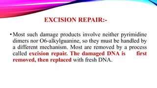 EXCISION REPAIR:-
•Most such damage products involve neither pyrimidine
dimers nor O6-alkylguanine, so they must be handled by
a different mechanism. Most are removed by a process
called excision repair. The damaged DNA is first
removed, then replaced with fresh DNA.
 