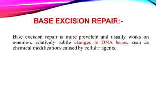 BASE EXCISION REPAIR:-
Base excision repair is more prevalent and usually works on
common, relatively subtle changes to DNA bases, such as
chemical modifications caused by cellular agents.
 