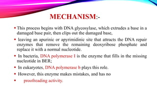 MECHANISM:-
 This process begins with DNA glycosylase, which extrudes a base in a
damaged base pair, then clips out the damaged base,
 leaving an apurinic or apyrimidinic site that attracts the DNA repair
enzymes that remove the remaining deoxyribose phosphate and
replace it with a normal nucleotide.
 In bacteria, DNA polymerase I is the enzyme that fills in the missing
nucleotide in BER;
 In eukaryotes, DNA polymerase b plays this role.
 However, this enzyme makes mistakes, and has no
 proofreading activity.
 
