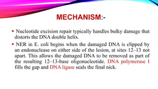 MECHANISM:-
 Nucleotide excision repair typically handles bulky damage that
distorts the DNA double helix.
 NER in E. coli begins when the damaged DNA is clipped by
an endonuclease on either side of the lesion, at sites 12–13 not
apart. This allows the damaged DNA to be removed as part of
the resulting 12–13-base oligonucleotide. DNA polymerase I
fills the gap and DNA ligase seals the final nick.
 