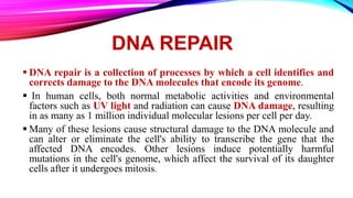DNA REPAIR
 DNA repair is a collection of processes by which a cell identifies and
corrects damage to the DNA molecules that encode its genome.
 In human cells, both normal metabolic activities and environmental
factors such as UV light and radiation can cause DNA damage, resulting
in as many as 1 million individual molecular lesions per cell per day.
 Many of these lesions cause structural damage to the DNA molecule and
can alter or eliminate the cell's ability to transcribe the gene that the
affected DNA encodes. Other lesions induce potentially harmful
mutations in the cell's genome, which affect the survival of its daughter
cells after it undergoes mitosis.
 