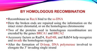 BY HOMOLOGOUS RECOMBINATION
Recombinase as RecA bind to the ss-DNA
Here the broken ends are repaired using the information on the
intact sister chromatid, or on the homologous chromosome
Two of the proteins used in homologous recombination are
encoded by the genes BRCA1 and BRCA2
Accessory factors as Rad54, Rad54B, and Rdh54 help recognize
and invade the homologous region
After the formation of D-loop, DNA polymerase involved to
elongate the 3’ invading single strand
 