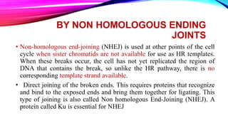BY NON HOMOLOGOUS ENDING
JOINTS
• Non-homologous end-joining (NHEJ) is used at other points of the cell
cycle when sister chromatids are not available for use as HR templates.
When these breaks occur, the cell has not yet replicated the region of
DNA that contains the break, so unlike the HR pathway, there is no
corresponding template strand available.
• Direct joining of the broken ends. This requires proteins that recognize
and bind to the exposed ends and bring them together for ligating. This
type of joining is also called Non homologous End-Joining (NHEJ). A
protein called Ku is essential for NHEJ
 