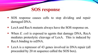 SOS response
 SOS response causes cells to stop dividing and repair
damaged DNA.
 LexA and RecA mutants always have the SOS response on.
 When E. coli is exposed to agents that damage DNA, RecA
mediates proteolytic cleavage of LexA. This is induced by
RecA binding to ssDNA.
 LexA is a repressor of 43 genes involved in DNA repair (all
proceeded by 20 nt sequence called the SOS box).
 