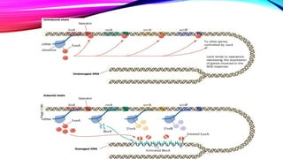 FIGURE 30-59 REGULATION OF THE SOS
RESPONSE IN E. COLI.
Page1180
 