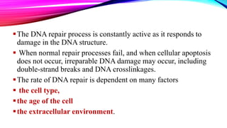 The DNA repair process is constantly active as it responds to
damage in the DNA structure.
 When normal repair processes fail, and when cellular apoptosis
does not occur, irreparable DNA damage may occur, including
double-strand breaks and DNA crosslinkages.
The rate of DNA repair is dependent on many factors
 the cell type,
the age of the cell
the extracellular environment.
 