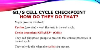 G1/S CELL CYCLE CHECKPOINT
HOW DO THEY DO THAT?
Major proteins involved:
Cyclins (proteins) - level fluctuate in the cell cycle.
Cyclin dependent KINASES* (Cdks)
They add phosphate groups to proteins that control processes in
the cell cycle.
They only do this when the cyclins are present.
 