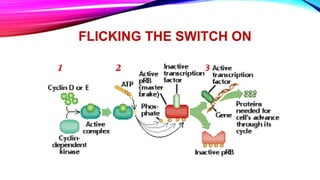 FLICKING THE SWITCH ON
 