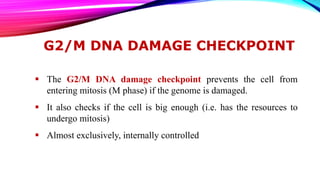 G2/M DNA DAMAGE CHECKPOINT
 The G2/M DNA damage checkpoint prevents the cell from
entering mitosis (M phase) if the genome is damaged.
 It also checks if the cell is big enough (i.e. has the resources to
undergo mitosis)
 Almost exclusively, internally controlled
 