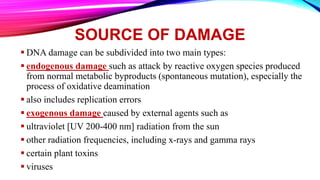 SOURCE OF DAMAGE
 DNA damage can be subdivided into two main types:
 endogenous damage such as attack by reactive oxygen species produced
from normal metabolic byproducts (spontaneous mutation), especially the
process of oxidative deamination
 also includes replication errors
 exogenous damage caused by external agents such as
 ultraviolet [UV 200-400 nm] radiation from the sun
 other radiation frequencies, including x-rays and gamma rays
 certain plant toxins
 viruses
 