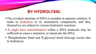 Hydrolysis involves two
steps:
Depurination
deamination
 
