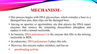 MECHANISM:-
 Nucleotide excision repair typically handles bulky damage that
distorts the DNA double helix.
 NER in E. co...