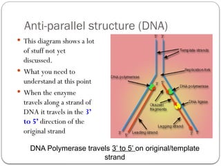 Comprehensive Overview of DNA Replication and Gene Expression ...