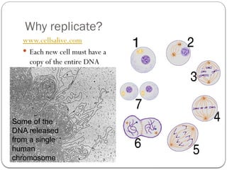 Comprehensive Overview of DNA Replication and Gene Expression ...