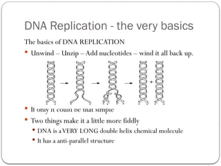 Comprehensive Overview of DNA Replication and Gene Expression ...