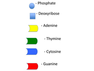 - Phosphate
- Deoxyribose
- Adenine

- Thymine
- Cytosine

- Guanine

 