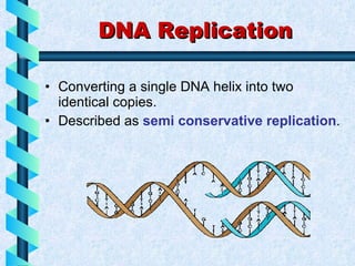 DNA Replication ,[object Object],[object Object]