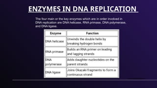 DNA Replication PowerPoint presentation. | PPTX