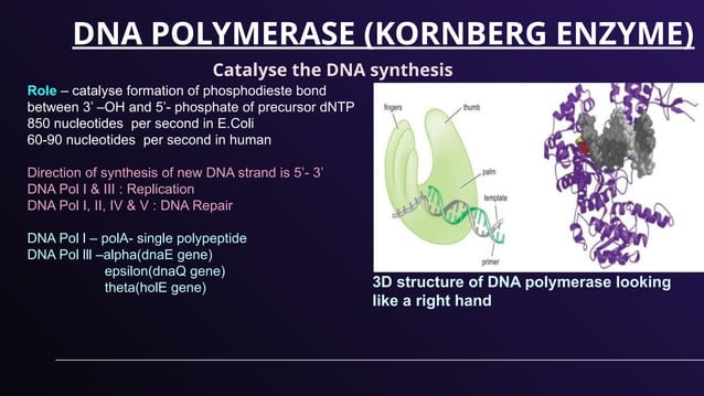 DNA Replication PowerPoint presentation. | PPTX