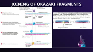 DNA Replication PowerPoint presentation. | PPTX