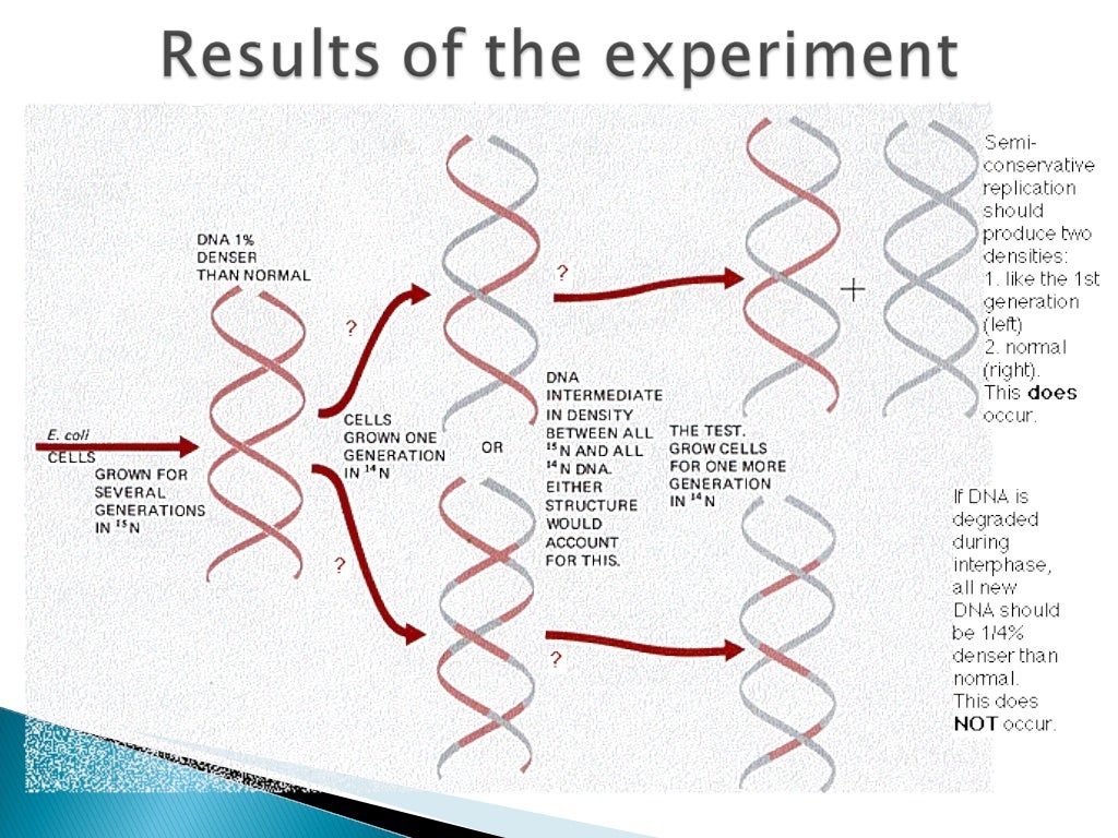 How Does DNA Replicate Itself To Form Your Genes 
