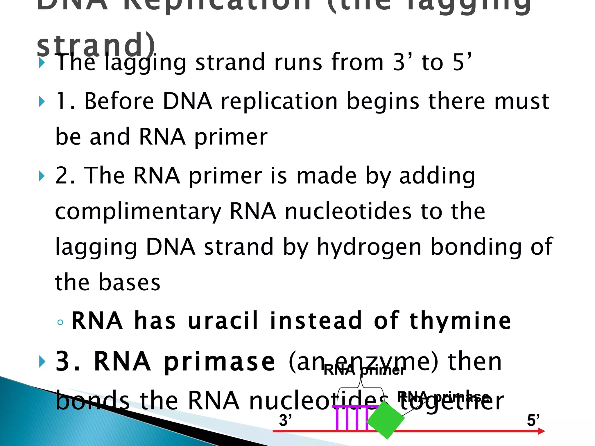 DNA Replication (the lagging strand) The lagging strand runs from 3’ to 5’ 1. Before DNA replication begins there must be and RNA primer 2. The RNA primer is made by adding complimentary RNA nucleotides to the lagging DNA strand by hydrogen bonding of the bases RNA has uracil instead of thymine 3. RNA primase  (an enzyme) then bonds the RNA nucleotides together 3’ 5’ RNA primase RNA primer 