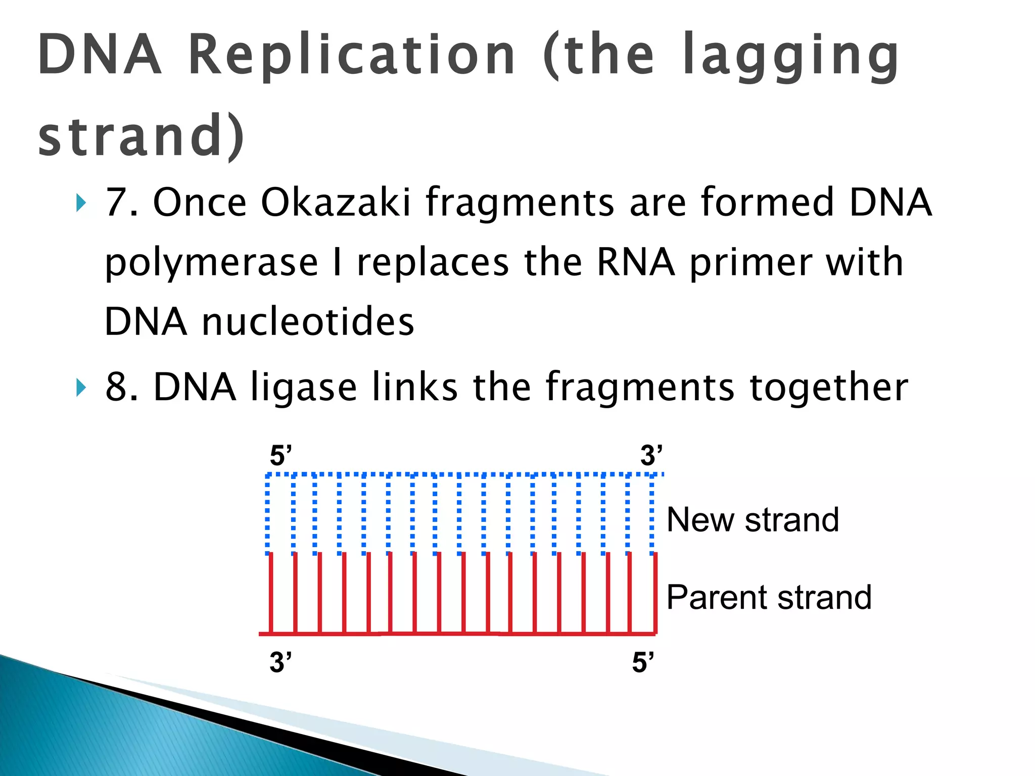 7. Once Okazaki fragments are formed DNA polymerase I replaces the RNA primer with DNA nucleotides 8. DNA ligase links the fragments together DNA Replication (the lagging strand) 3’ 5’ 3’ 5’ Parent strand New strand 