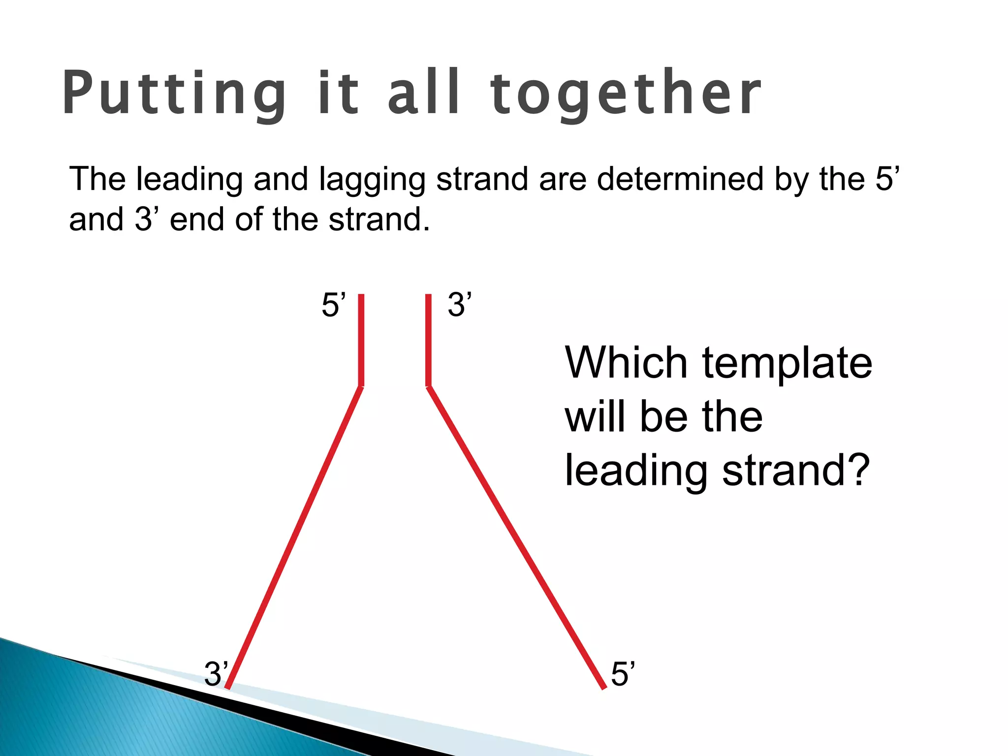Putting it all together The leading and lagging strand are determined by the 5’ and 3’ end of the strand. 5’ 5’ 3’ 3’ Which template will be the leading strand? 