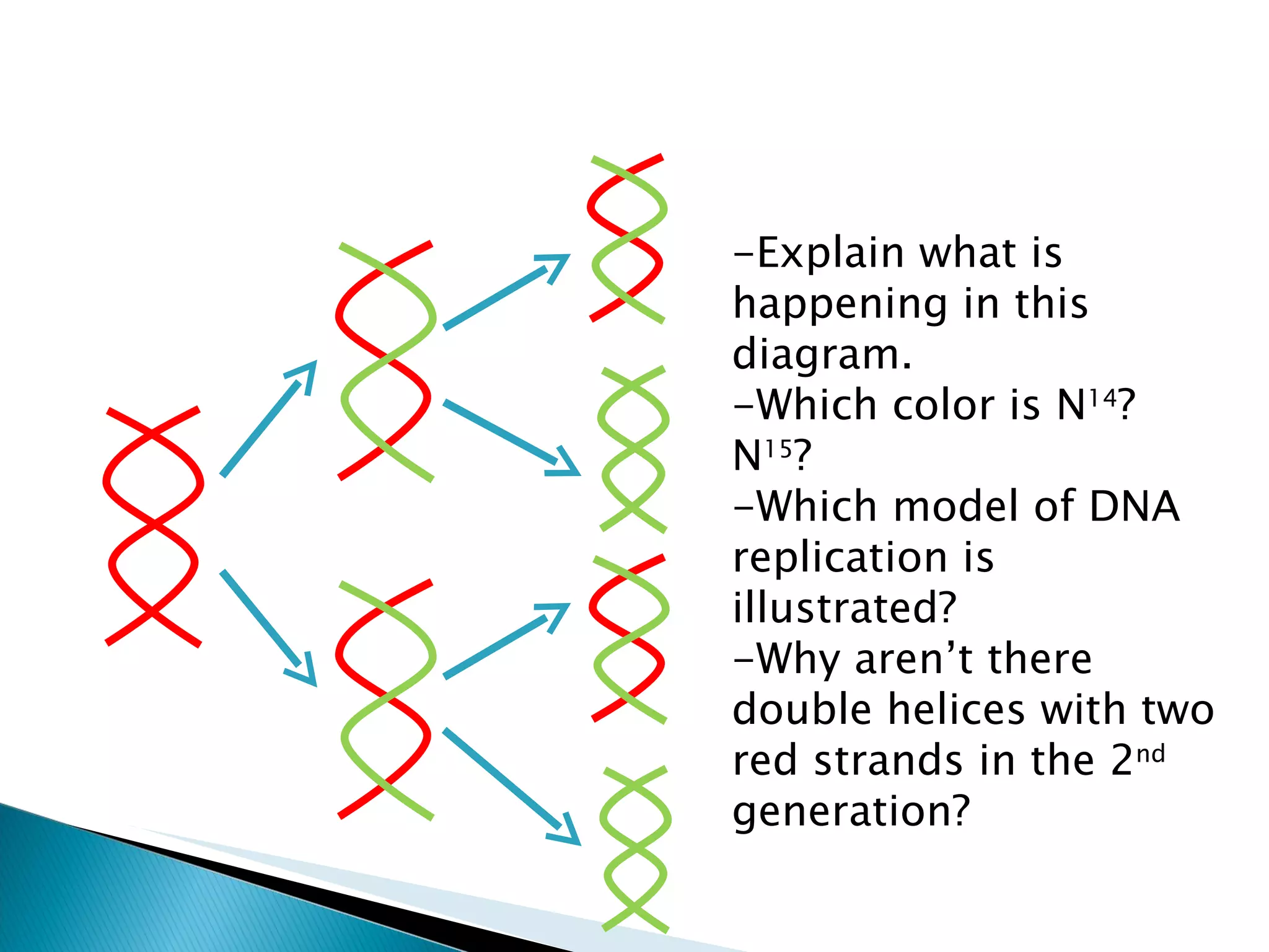 -Explain what is happening in this diagram.  -Which color is N 14 ? N 15 ? -Which model of DNA replication is illustrated? -Why aren’t there double helices with two red strands in the 2 nd  generation? 